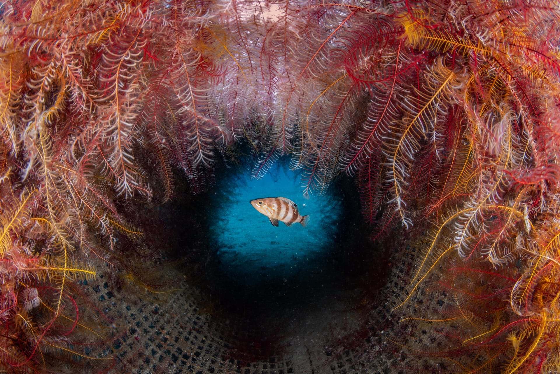Pietro Formis, underwater photographer